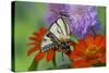 Eastern Tiger Swallowtail Butterfly-Darrell Gulin-Stretched Canvas