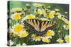 Eastern Tiger Swallowtail Butterfly-Darrell Gulin-Stretched Canvas