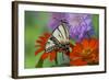 Eastern Tiger Swallowtail Butterfly-Darrell Gulin-Framed Photographic Print