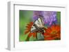 Eastern Tiger Swallowtail Butterfly-Darrell Gulin-Framed Photographic Print