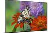 Eastern Tiger Swallowtail Butterfly-Darrell Gulin-Mounted Photographic Print