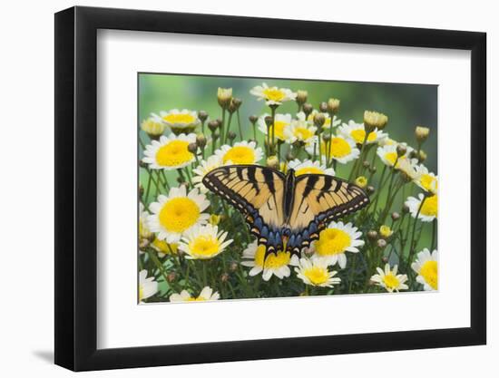 Eastern Tiger Swallowtail Butterfly-Darrell Gulin-Framed Photographic Print