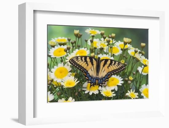 Eastern Tiger Swallowtail Butterfly-Darrell Gulin-Framed Photographic Print