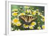 Eastern Tiger Swallowtail Butterfly-Darrell Gulin-Framed Photographic Print