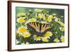 Eastern Tiger Swallowtail Butterfly-Darrell Gulin-Framed Photographic Print