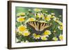 Eastern Tiger Swallowtail Butterfly-Darrell Gulin-Framed Photographic Print