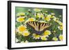 Eastern Tiger Swallowtail Butterfly-Darrell Gulin-Framed Photographic Print