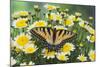 Eastern Tiger Swallowtail Butterfly-Darrell Gulin-Mounted Photographic Print