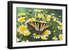Eastern Tiger Swallowtail Butterfly-Darrell Gulin-Framed Photographic Print