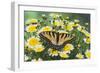 Eastern Tiger Swallowtail Butterfly-Darrell Gulin-Framed Photographic Print