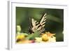 Eastern Tiger Swallowtail Butterfly-Lynn M^ Stone-Framed Photographic Print