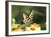 Eastern Tiger Swallowtail Butterfly-Lynn M^ Stone-Framed Photographic Print