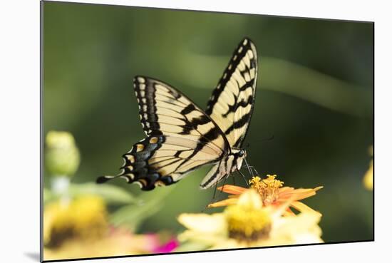 Eastern Tiger Swallowtail Butterfly-Lynn M^ Stone-Mounted Photographic Print