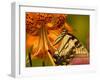 Eastern Tiger Swallowtail Butterfuly Feeding on Orange Tiger Lily, Vienna, Virginia, USA-Corey Hilz-Framed Photographic Print