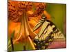 Eastern Tiger Swallowtail Butterfuly Feeding on Orange Tiger Lily, Vienna, Virginia, USA-Corey Hilz-Mounted Photographic Print