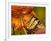 Eastern Tiger Swallowtail Butterfuly Feeding on Orange Tiger Lily, Vienna, Virginia, USA-Corey Hilz-Framed Photographic Print