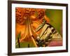 Eastern Tiger Swallowtail Butterfuly Feeding on Orange Tiger Lily, Vienna, Virginia, USA-Corey Hilz-Framed Photographic Print