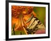 Eastern Tiger Swallowtail Butterfuly Feeding on Orange Tiger Lily, Vienna, Virginia, USA-Corey Hilz-Framed Photographic Print