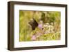 Eastern Tiger swallowtail female black form on swamp milkweed-Richard and Susan Day-Framed Photographic Print