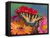 Eastern Tiger Swallowtail Female on Gerber Daisies, Sammamish, Washington, USA-Darrell Gulin-Framed Stretched Canvas