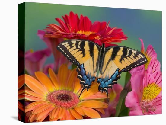 Eastern Tiger Swallowtail Female on Gerber Daisies, Sammamish, Washington, USA-Darrell Gulin-Stretched Canvas