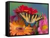 Eastern Tiger Swallowtail Female on Gerber Daisies, Sammamish, Washington, USA-Darrell Gulin-Framed Stretched Canvas