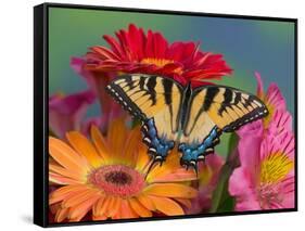 Eastern Tiger Swallowtail Female on Gerber Daisies, Sammamish, Washington, USA-Darrell Gulin-Framed Stretched Canvas