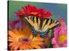 Eastern Tiger Swallowtail Female on Gerber Daisies, Sammamish, Washington, USA-Darrell Gulin-Stretched Canvas