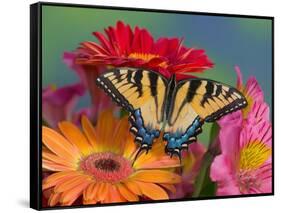 Eastern Tiger Swallowtail Female on Gerber Daisies, Sammamish, Washington, USA-Darrell Gulin-Framed Stretched Canvas