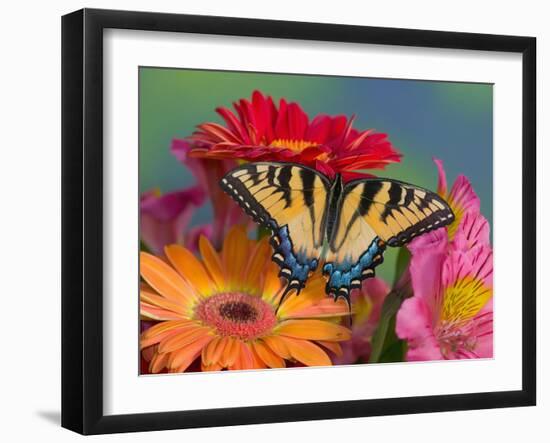 Eastern Tiger Swallowtail Female on Gerber Daisies, Sammamish, Washington, USA-Darrell Gulin-Framed Premium Photographic Print