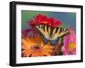 Eastern Tiger Swallowtail Female on Gerber Daisies, Sammamish, Washington, USA-Darrell Gulin-Framed Premium Photographic Print