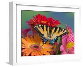 Eastern Tiger Swallowtail Female on Gerber Daisies, Sammamish, Washington, USA-Darrell Gulin-Framed Premium Photographic Print