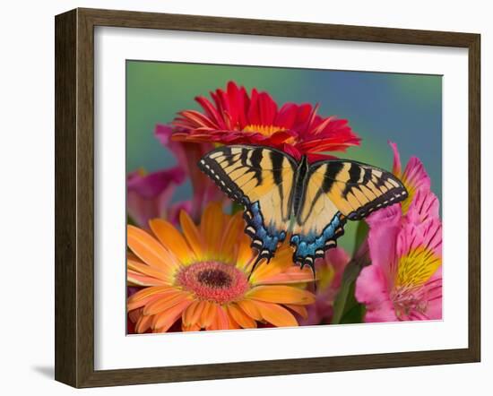 Eastern Tiger Swallowtail Female on Gerber Daisies, Sammamish, Washington, USA-Darrell Gulin-Framed Photographic Print