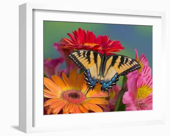 Eastern Tiger Swallowtail Female on Gerber Daisies, Sammamish, Washington, USA-Darrell Gulin-Framed Photographic Print