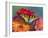 Eastern Tiger Swallowtail Female on Gerber Daisies, Sammamish, Washington, USA-Darrell Gulin-Framed Photographic Print