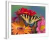 Eastern Tiger Swallowtail Female on Gerber Daisies, Sammamish, Washington, USA-Darrell Gulin-Framed Photographic Print