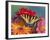 Eastern Tiger Swallowtail Female on Gerber Daisies, Sammamish, Washington, USA-Darrell Gulin-Framed Photographic Print