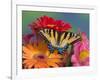 Eastern Tiger Swallowtail Female on Gerber Daisies, Sammamish, Washington, USA-Darrell Gulin-Framed Photographic Print