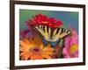 Eastern Tiger Swallowtail Female on Gerber Daisies, Sammamish, Washington, USA-Darrell Gulin-Framed Photographic Print