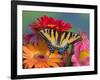 Eastern Tiger Swallowtail Female on Gerber Daisies, Sammamish, Washington, USA-Darrell Gulin-Framed Photographic Print