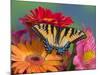 Eastern Tiger Swallowtail Female on Gerber Daisies, Sammamish, Washington, USA-Darrell Gulin-Mounted Photographic Print