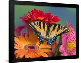 Eastern Tiger Swallowtail Female on Gerber Daisies, Sammamish, Washington, USA-Darrell Gulin-Framed Photographic Print