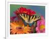 Eastern Tiger Swallowtail Female on Gerber Daisies, Sammamish, Washington, USA-Darrell Gulin-Framed Photographic Print