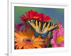 Eastern Tiger Swallowtail Female on Gerber Daisies, Sammamish, Washington, USA-Darrell Gulin-Framed Photographic Print