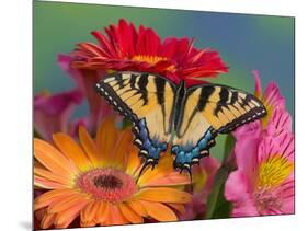 Eastern Tiger Swallowtail Female on Gerber Daisies, Sammamish, Washington, USA-Darrell Gulin-Mounted Photographic Print