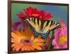 Eastern Tiger Swallowtail Female on Gerber Daisies, Sammamish, Washington, USA-Darrell Gulin-Framed Photographic Print