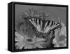 Eastern Tiger Swallowtail Female on Gerber Daisies, Sammamish, Washington, USA-Darrell Gulin-Framed Stretched Canvas