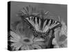 Eastern Tiger Swallowtail Female on Gerber Daisies, Sammamish, Washington, USA-Darrell Gulin-Stretched Canvas