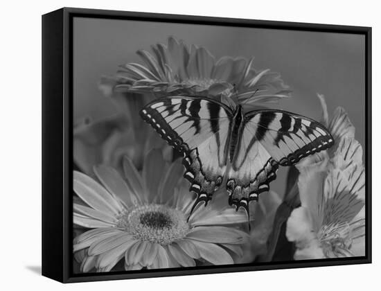 Eastern Tiger Swallowtail Female on Gerber Daisies, Sammamish, Washington, USA-Darrell Gulin-Framed Stretched Canvas