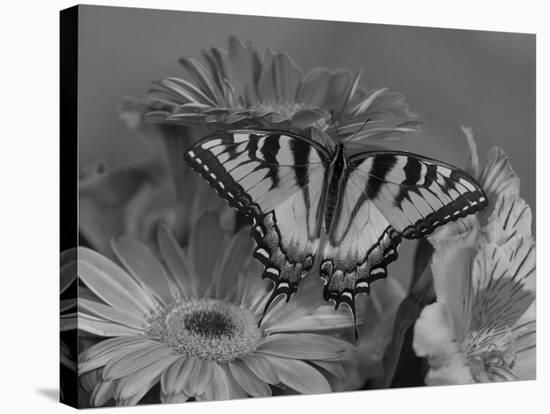 Eastern Tiger Swallowtail Female on Gerber Daisies, Sammamish, Washington, USA-Darrell Gulin-Stretched Canvas